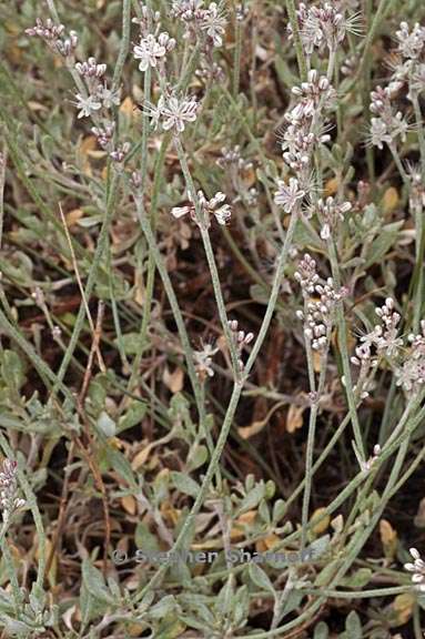 eriogonum wrightii var subscaposum 4 graphic